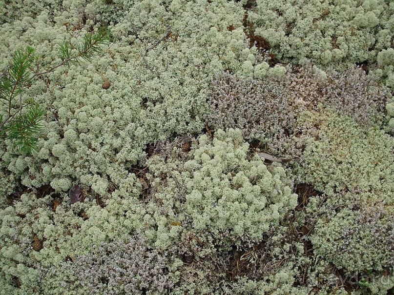 Правильный отдых. На байдарках по Кокшенге. Правильный отдых. На байдарках по Кокшенге.