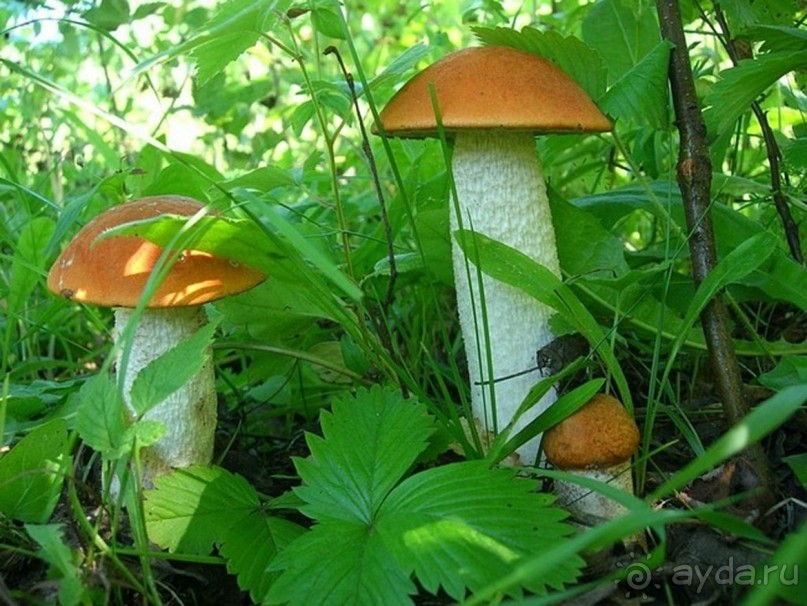 Правильный отдых. На байдарках по Кокшенге.