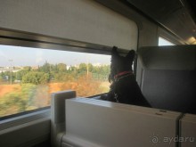 Французы обожают собак и таскают их за собой повсюду - в кафе, поездах, машинах, на пляжи.