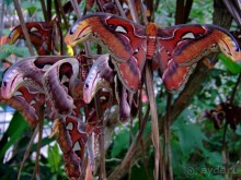Тайланд навсегда....Часть 2. Тропический сад Нонг Нуч в Паттайе.