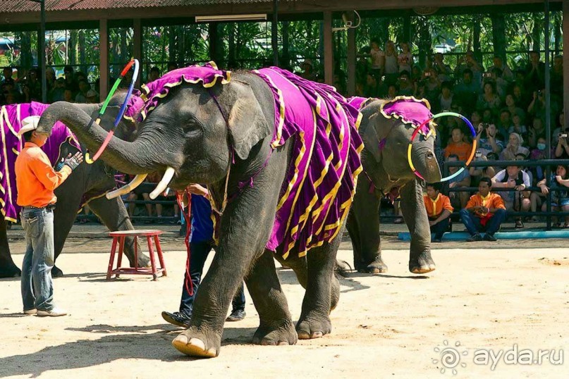Тайланд навсегда....Часть 2. Тропический сад Нонг Нуч в Паттайе.