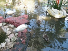 Тайланд навсегда....Часть 2. Тропический сад Нонг Нуч в Паттайе.