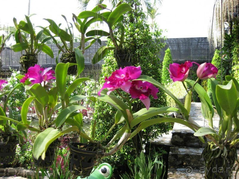 Тайланд навсегда....Часть 2. Тропический сад Нонг Нуч в Паттайе.