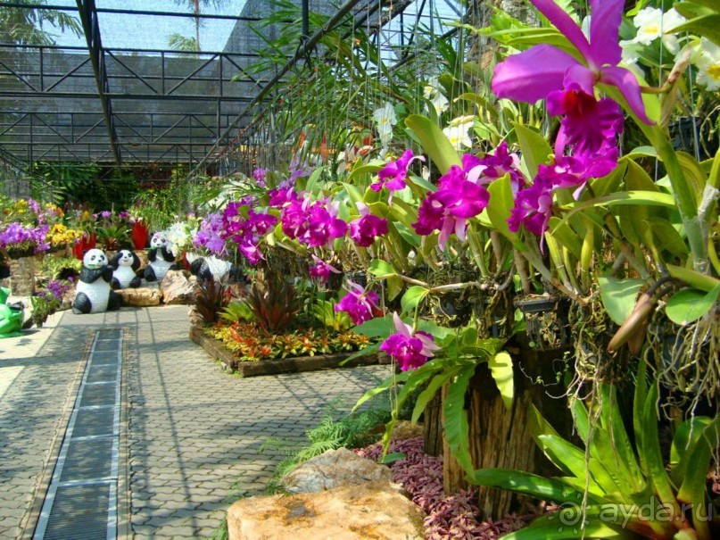 Тайланд навсегда....Часть 2. Тропический сад Нонг Нуч в Паттайе.