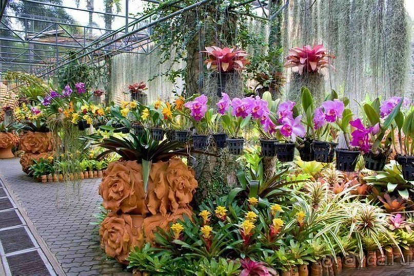 Тайланд навсегда....Часть 2. Тропический сад Нонг Нуч в Паттайе.