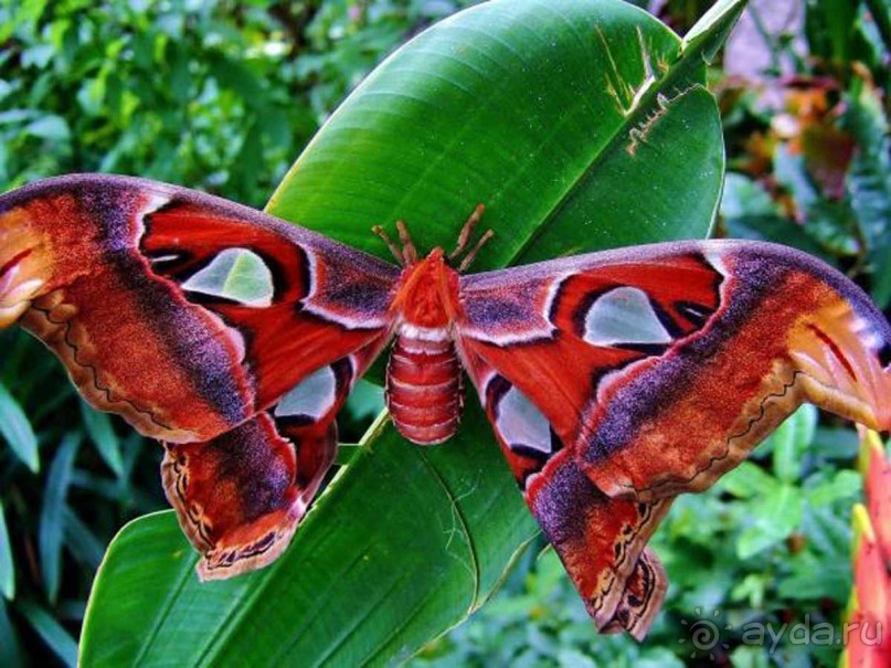 Тайланд навсегда....Часть 2. Тропический сад Нонг Нуч в Паттайе.