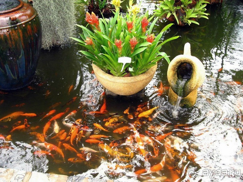 Тайланд навсегда....Часть 2. Тропический сад Нонг Нуч в Паттайе.