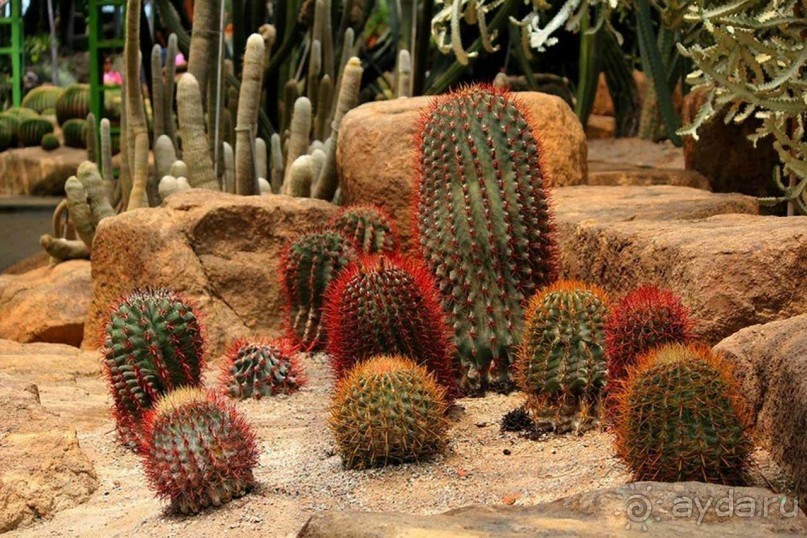 Тайланд навсегда....Часть 2. Тропический сад Нонг Нуч в Паттайе.