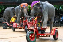 Тайланд навсегда....Часть 2. Тропический сад Нонг Нуч в Паттайе.