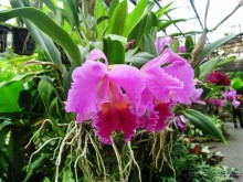 Тайланд навсегда....Часть 2. Тропический сад Нонг Нуч в Паттайе.