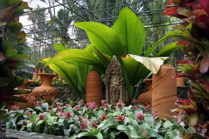 Тайланд навсегда....Часть 2. Тропический сад Нонг Нуч в Паттайе.