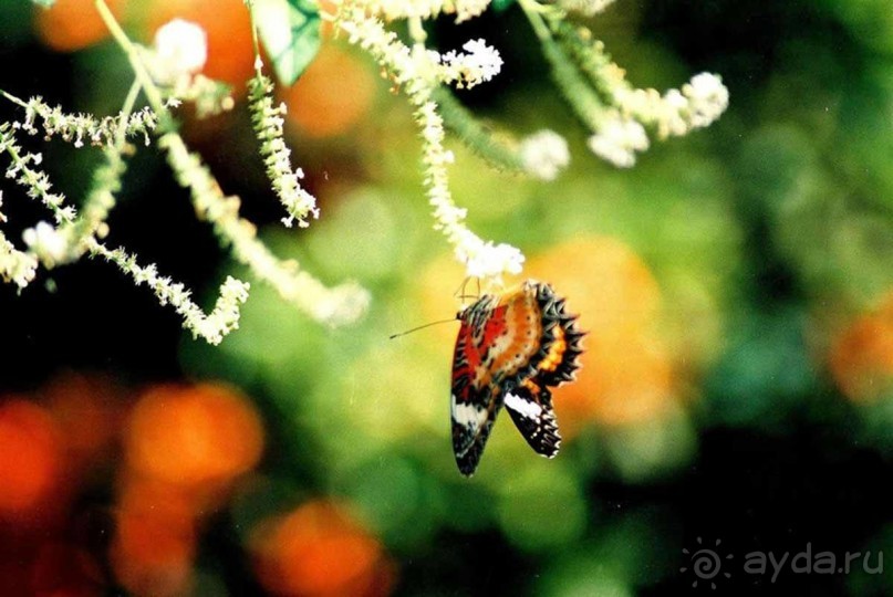 Тайланд навсегда....Часть 2. Тропический сад Нонг Нуч в Паттайе.