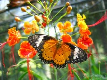 Тайланд навсегда....Часть 2. Тропический сад Нонг Нуч в Паттайе.