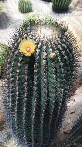 Тайланд навсегда....Часть 2. Тропический сад Нонг Нуч в Паттайе.