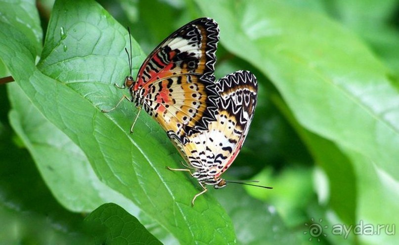 Тайланд навсегда....Часть 2. Тропический сад Нонг Нуч в Паттайе.