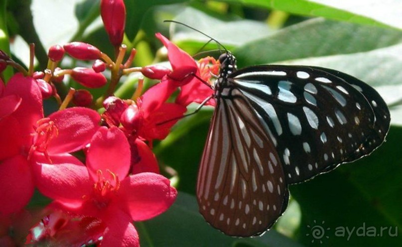 Тайланд навсегда....Часть 2. Тропический сад Нонг Нуч в Паттайе.