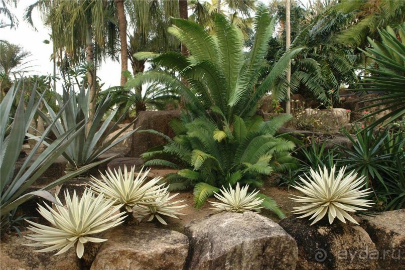 Тайланд навсегда....Часть 2. Тропический сад Нонг Нуч в Паттайе.