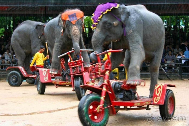 Тайланд навсегда....Часть 2. Тропический сад Нонг Нуч в Паттайе.