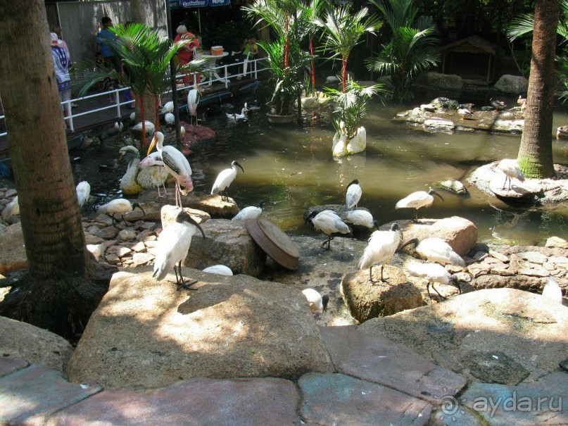 Тайланд навсегда....Часть 2. Тропический сад Нонг Нуч в Паттайе.