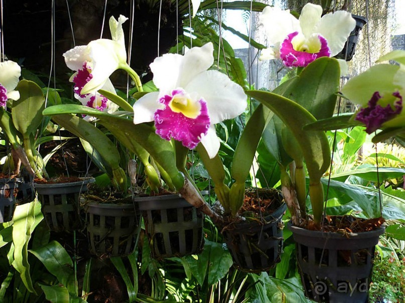 Тайланд навсегда....Часть 2. Тропический сад Нонг Нуч в Паттайе.