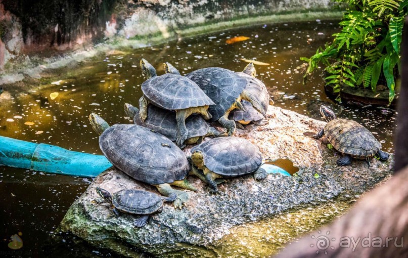 Тайланд навсегда....Часть 2. Тропический сад Нонг Нуч в Паттайе.