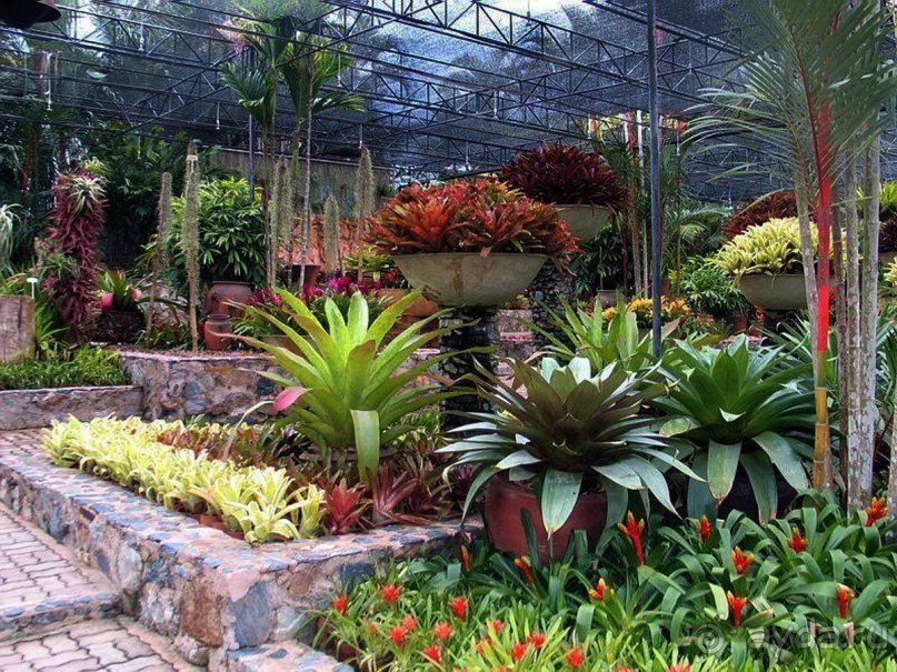 Тайланд навсегда....Часть 2. Тропический сад Нонг Нуч в Паттайе.