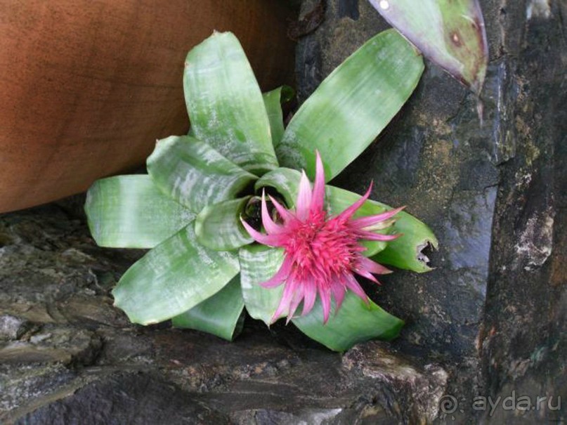 Тайланд навсегда....Часть 2. Тропический сад Нонг Нуч в Паттайе.