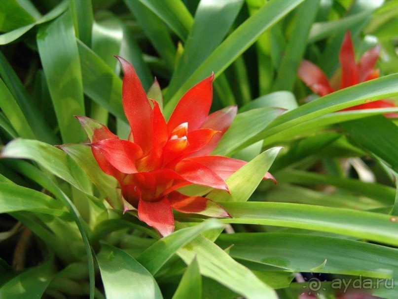 Тайланд навсегда....Часть 2. Тропический сад Нонг Нуч в Паттайе.