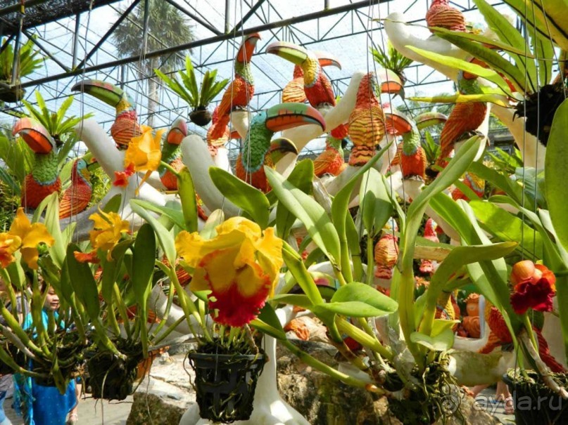 Тайланд навсегда....Часть 2. Тропический сад Нонг Нуч в Паттайе.