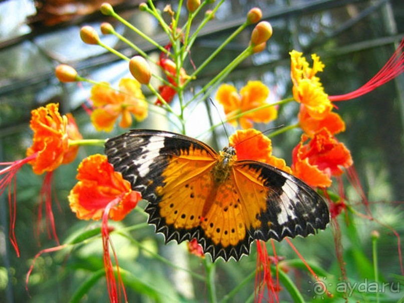Тайланд навсегда....Часть 2. Тропический сад Нонг Нуч в Паттайе.