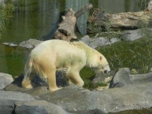 Галопом по Вене -2.  Сентябрь 2014.