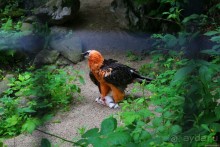 Галопом по Вене -2.  Сентябрь 2014.