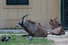 К началу первой мировой войны в шёнбруннском зоопарке было 3500 животных из 712 видов. Однако из-за недостатка корма их количество вскоре сократилось до 900.