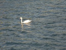 Галопом по Вене -2.  Сентябрь 2014.