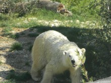 Галопом по Вене -2.  Сентябрь 2014.