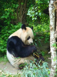 Зоопарк Шёнбрунн — один из немногих зоопарков, где живут большие панды. 23 августа 2007 года здесь родилась первая в Европе панда, появившаяся на свет в зоопарке без применения искусственного осеменения.