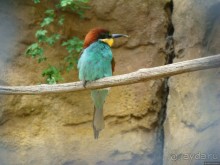 Галопом по Вене -2.  Сентябрь 2014.