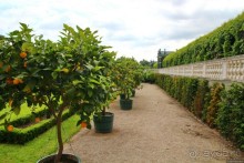 В хорошую погоду кадки с лимонными и апельсиновыми деревьями выставляют на улицу "подышать".