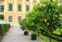 Галопом по Вене -2.  Сентябрь 2014.