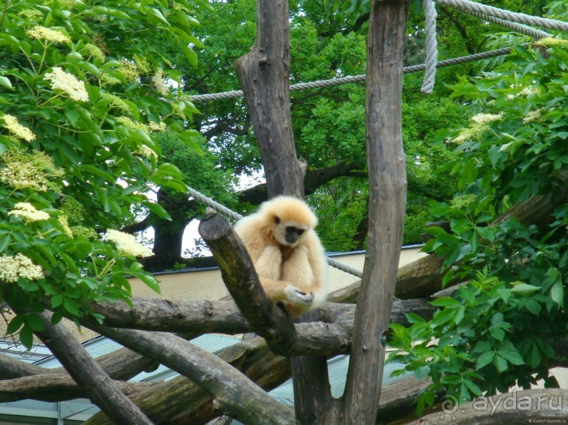 Галопом по Вене -2.  Сентябрь 2014.