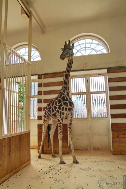 Император Иосиф II (1741—1790) организовывал экспедиции в Африку и обе Америки, чтобы привезти в Вену различные виды животных. В 1828 году в зоопарк был привезён жираф, что было значительным культурным событием.