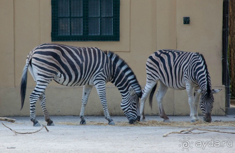 Ещё больший урон зоопарку нанесла Вторая мировая война, когда в результате бомбардировок количество животных сократилось до 400, а многие здания были разрушены.