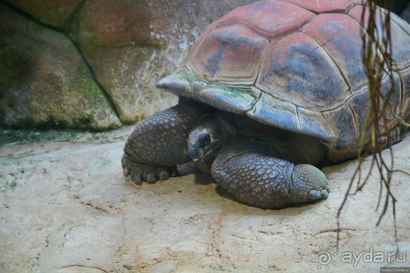 Галопом по Вене -2.  Сентябрь 2014.