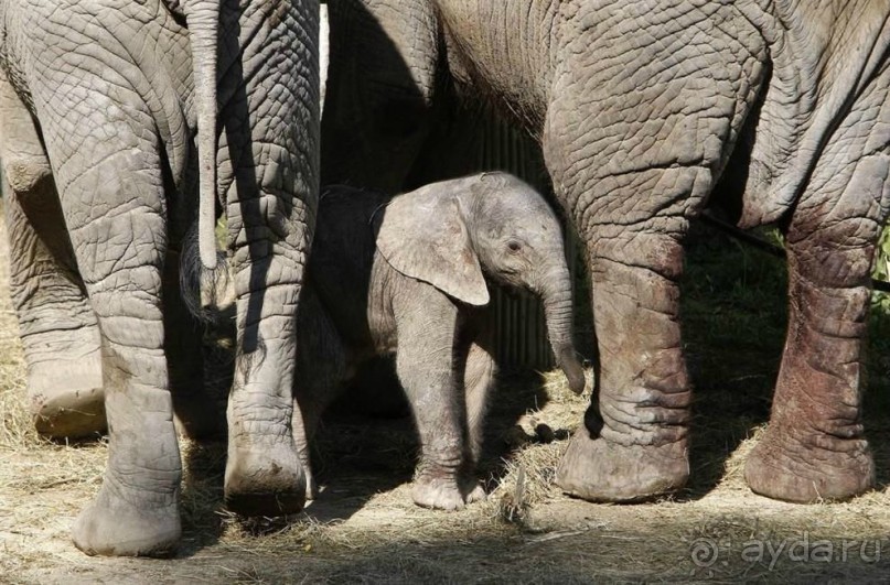 14 июля 1906 года в Шёнбрунне появился на свет первый слон, родившийся в неволе.