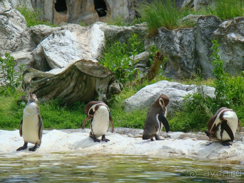 Галопом по Вене -2.  Сентябрь 2014.