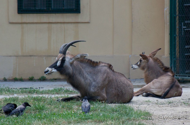 К началу первой мировой войны в шёнбруннском зоопарке было 3500 животных из 712 видов. Однако из-за недостатка корма их количество вскоре сократилось до 900.