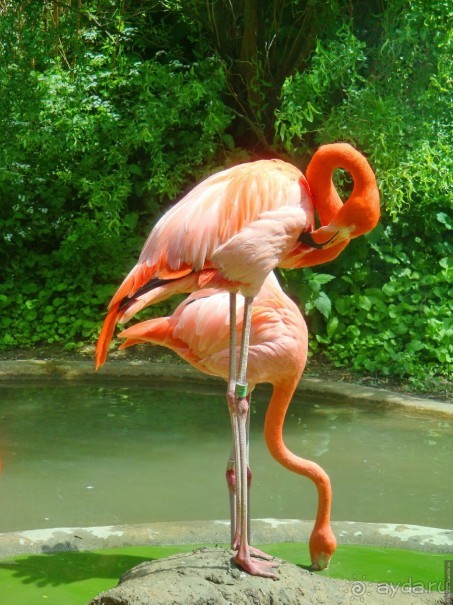 Галопом по Вене -2.  Сентябрь 2014.