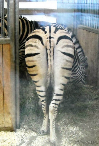 Галопом по Вене -2.  Сентябрь 2014.