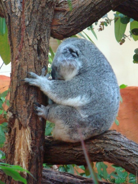 Галопом по Вене -2.  Сентябрь 2014.