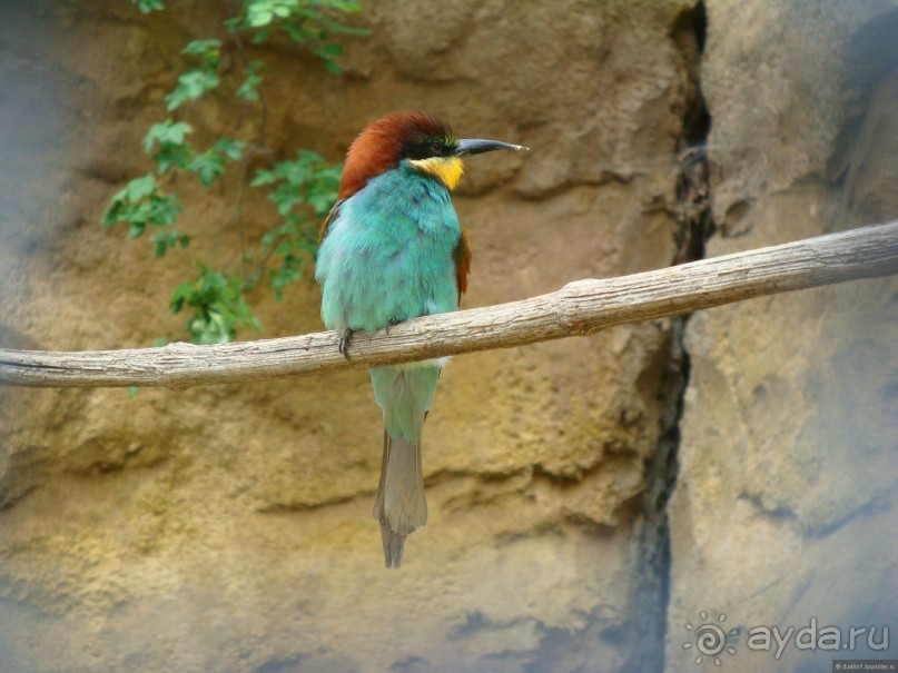 Галопом по Вене -2.  Сентябрь 2014.